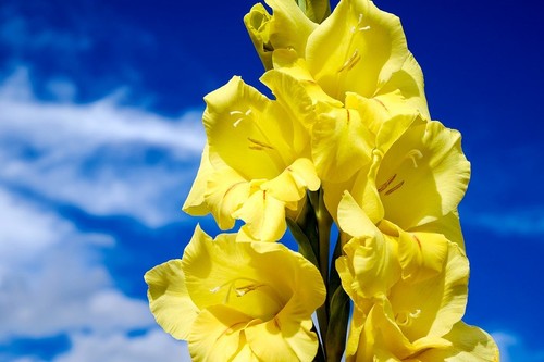 Zwiebeln gelb sumpf gladiole - zwiebeln, sumpf-gladiole