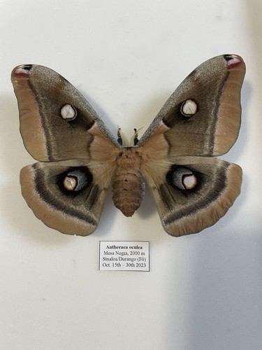 Entomologie*Antheraea