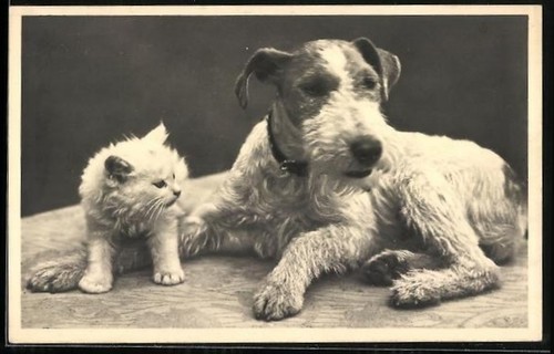 Ansichtskarte terrier und - terrier,