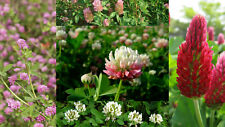 150.000+ Samen Klee Mix - Weißklee , Bienenklee , Rotklee , Blutklee , Steinklee