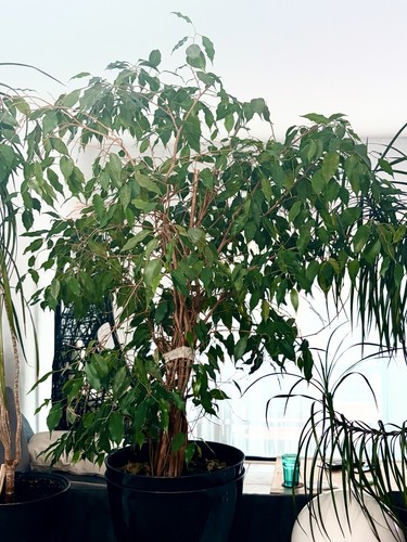 Große zimmerpflanze ficus - zimmerpflanze,