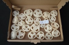 20 Stück Luffa Schwamm Peeling, Badeschwamm, Seifenablage, Schwammgurke