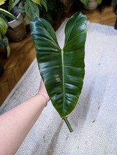 Philodendron Burle Marx