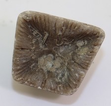 Koralle, Goniophyllum pyramidale, Silur, Wenlock, Häftings, Gotland, SWE-m20