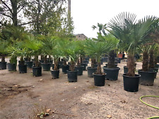 Hanfpalme Trachycarpus