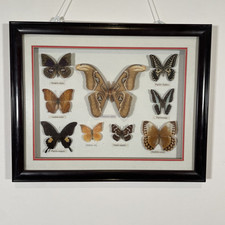 9x Schmetterling Atlasspinner