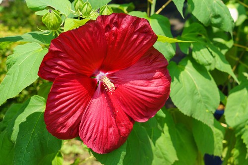 Gute blumen samen - gute,