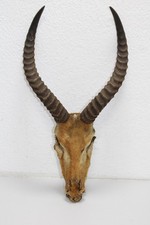 Antilopen Geweih Trophäe Gehörn Hornlänge 33 cm mit Schädel (M352)