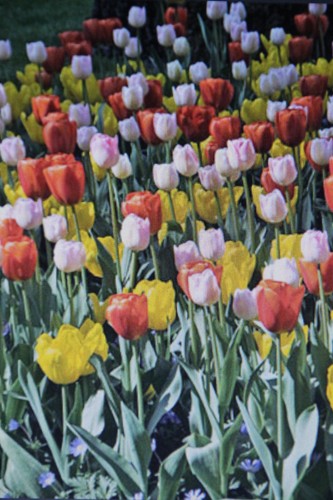 50 blumenzwiebeln - 10,20,50,