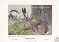 Kaninchen Blaue Wiener Belgische Riesen Dt. Schnecken Farbdruck 1925 Reprint