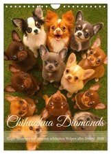 Chihuahua Diamonds – Magic