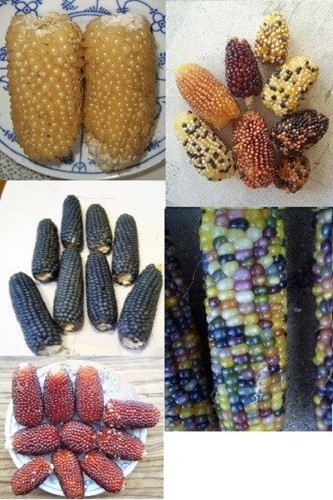 Mais poppmais 20 korn - -,