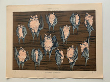 J.HABERT-DYS CHROMOLITHOGRAPHY