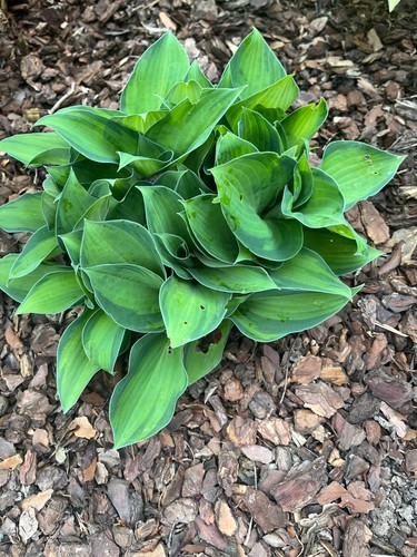 Funkien hosta ableger - funkien,