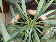 1x Baby Palmlilie Yucca Palme