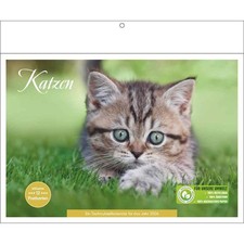 Katzen - Kalender 2026