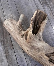 3 XL Treibholz Schwemmholz