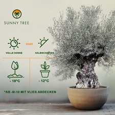Sunny Tree - Olivenbaum - Olea
