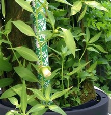 Echte Vanille exotische