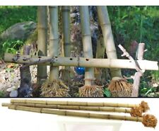 Bambus mit Wurzel als Ansatz 110cm 3 bis 4cm, Moso hitzebehandelt für Shakuhachi