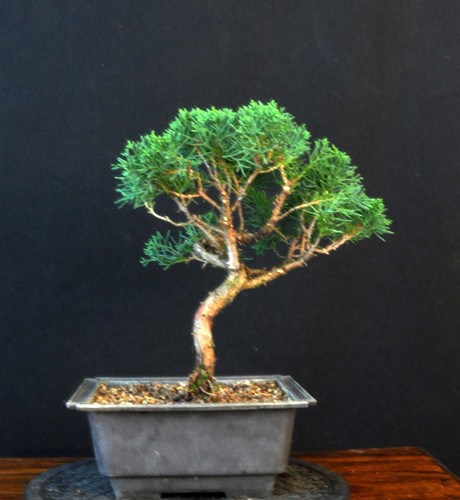 Bonsai chinesischer wacholder - bonsai,