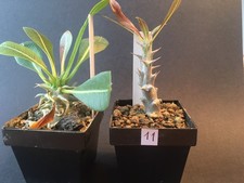 Pachypodium brevicaule sp.leucoxanthum, Pachypodium gracilius, Caudex, Madagaska