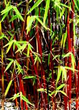 Der dunkel rote Bambus Millennium ist sehr Farbintensiver winterharter Bambus