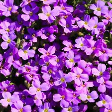 500 Samen Blaukissen violett Aubrieta deltoides Steingarten Bodendecker