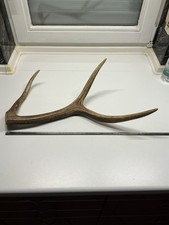 Geweihstange Hirschhorn