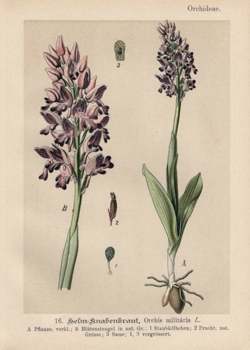 Helm knabenkraut orchis - helm-knabenkraut, (orchis