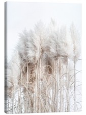 Leinwandbild Pampasgras I -