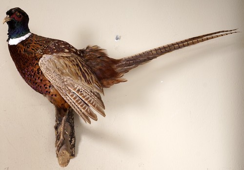Schöner jagdfasan pheasant - jagdfasan,