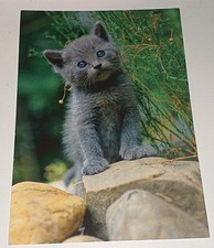 Siam Karthäuser Mix Kätzchen Tier  Postkarte Postcard Ak Katzenpostkarte DJH