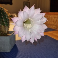 Bauernkaktus Echinopsis Cereus