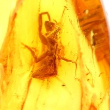 Spinne im Bernstein – Echtes