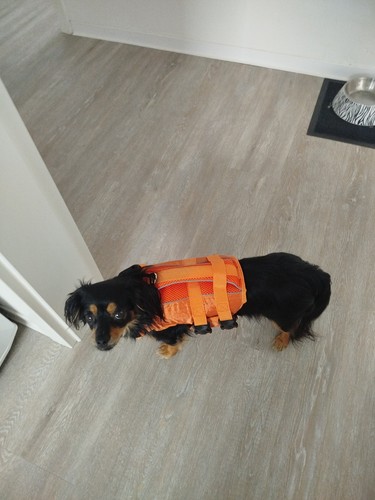 Schwimmweste für kleine hunde - für,