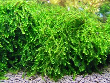 Pilomoos Pilotrichaceae sp. "Pilo moss" ähnelt Christmas Moos