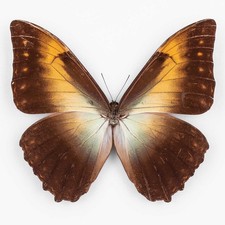 Morpho Telemachus Foucheri ♂