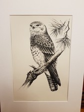 Tierzeichnung Tuschezeichnung Vogel Mäusebussard Stempel: Johannes Breitmeier