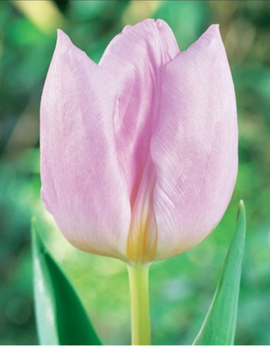 100 tulpenzwiebeln candy - 100,