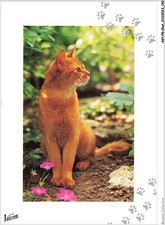 AKYP8-0771-CHAT - Katze Ginger