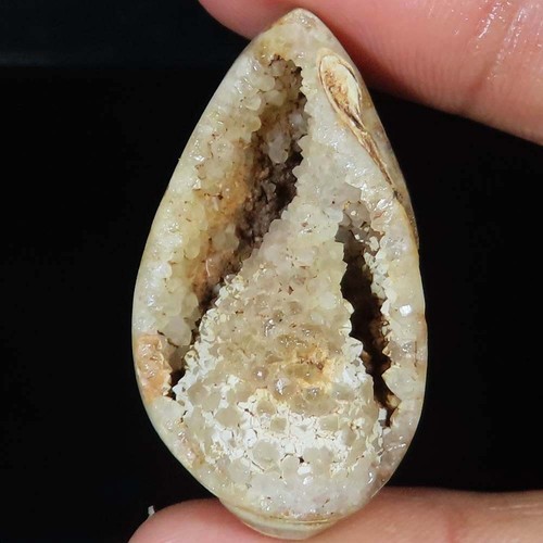 Natürlich fossil schnecke - natürlich,