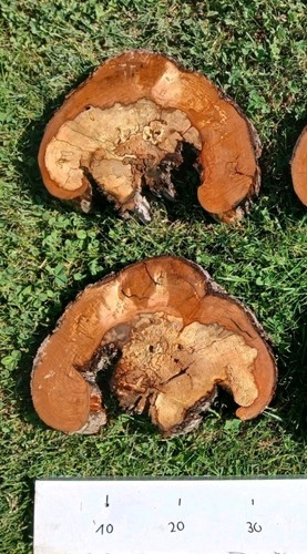 Kernfaule apfelbaum - kernfaule,