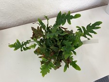 Lecanopteris carnosa – Ameisenfarn auf Sphagnum, gut etabliert & wuchsstark ?