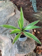 Agave attenuata variegata