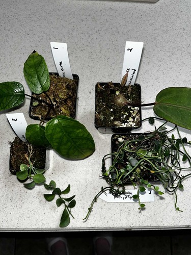 Terrarium starter set rare - starter,