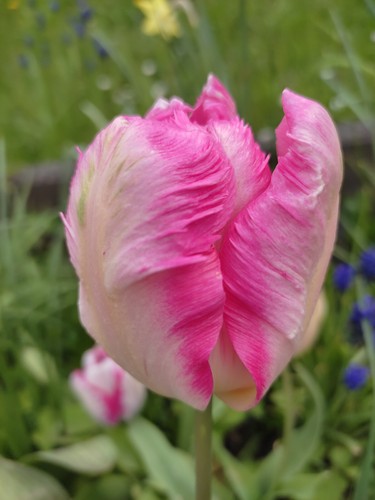Tulpen - @, (◕‿◕)\@