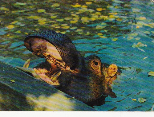 Wildlife zoo postkarte - *,