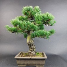 Bonsai - Mädchenkiefer, Pinus