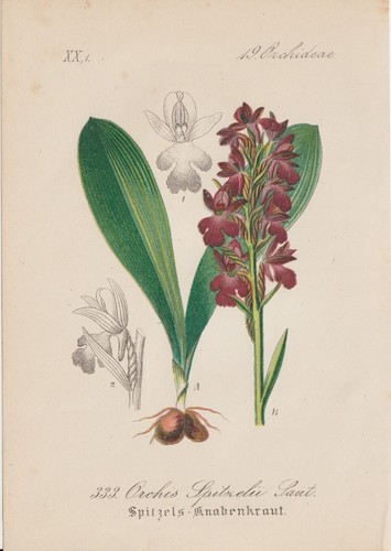 Spitzels knabenkraut orchis - spitzels, (orchis